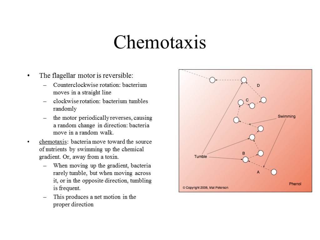 Chemotaxis The flagellar motor is reversible: Counterclockwise rotation: bacterium moves in a straight line